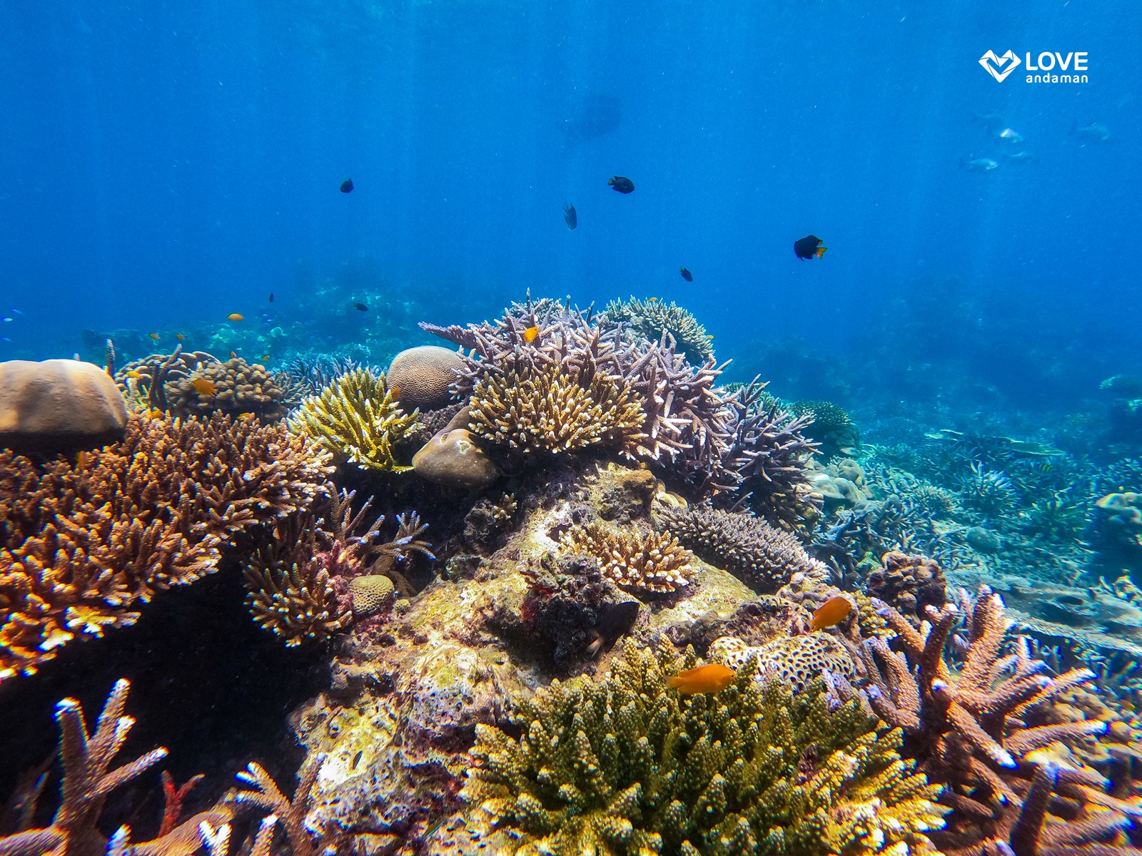 Day Trip Snorkelling  Surin Island from Phuket