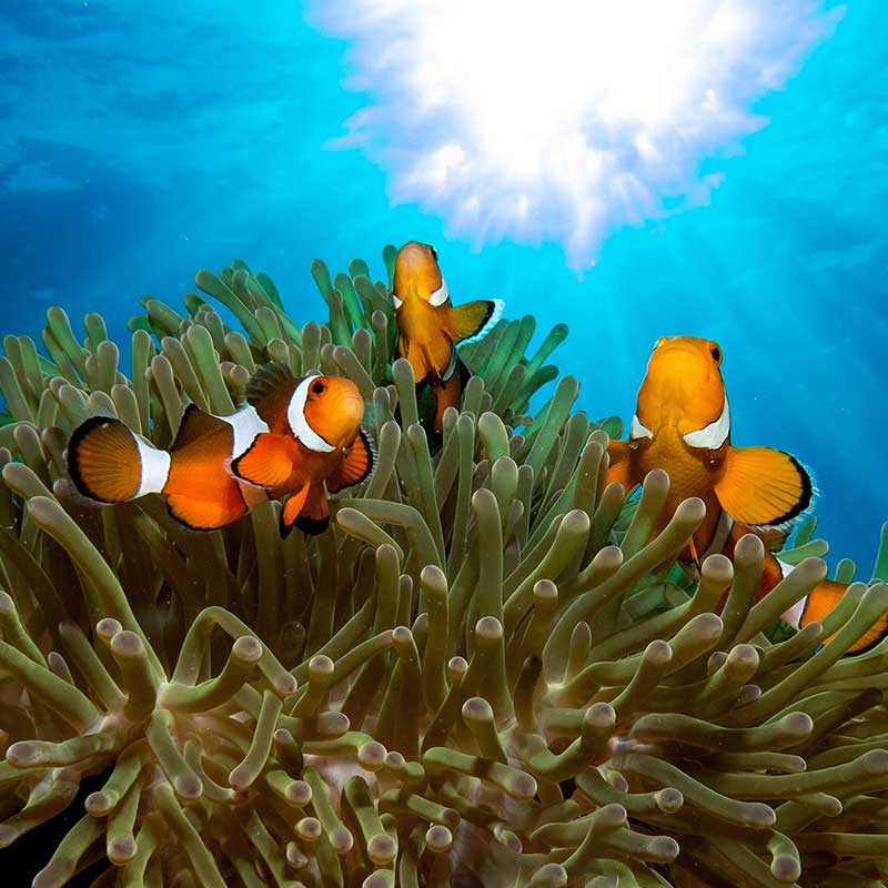 Day Trip Snorkelling  Surin Island from Phuket