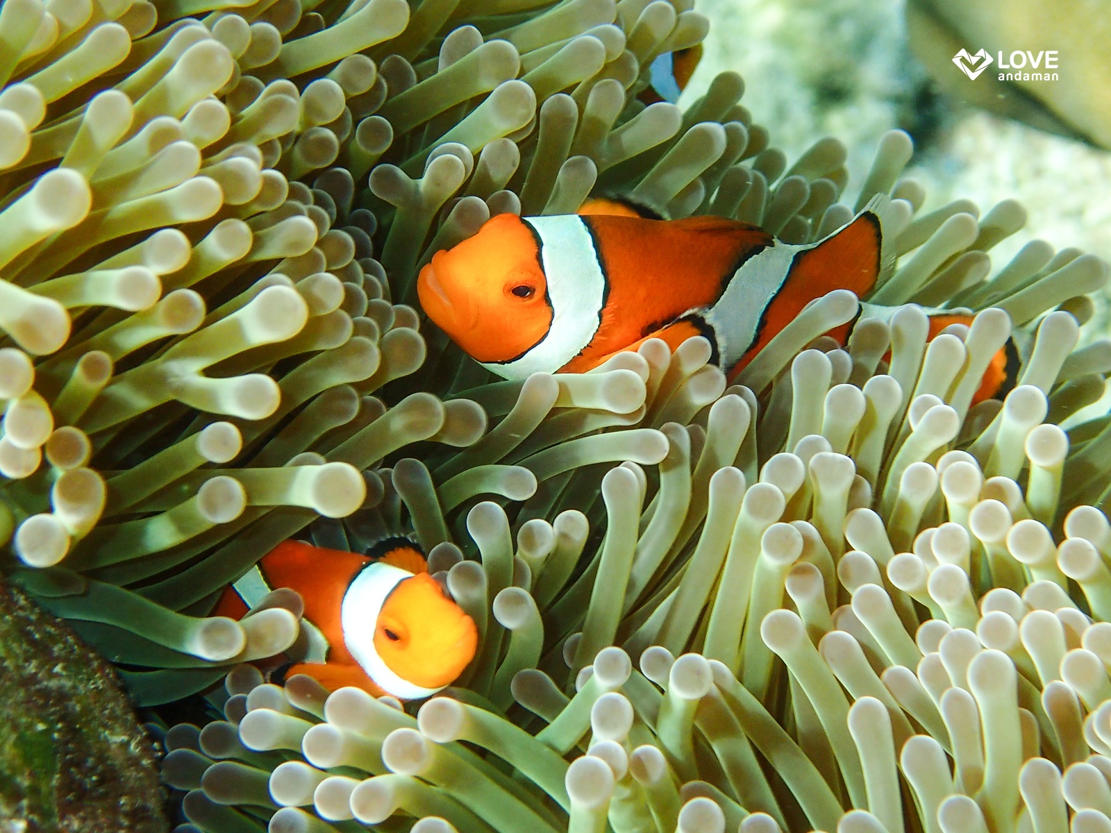 Day Trip Snorkelling  Surin Island from Phuket