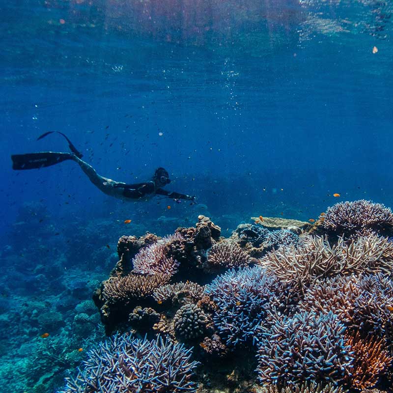 Day Trip Snorkelling Surin Island from Khaolak