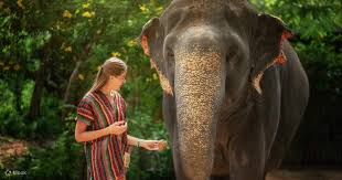 Phuket Elephant Sanctuary