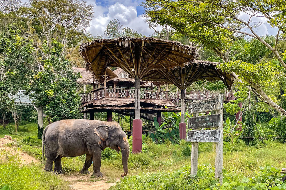 Phuket Elephant Sanctuary