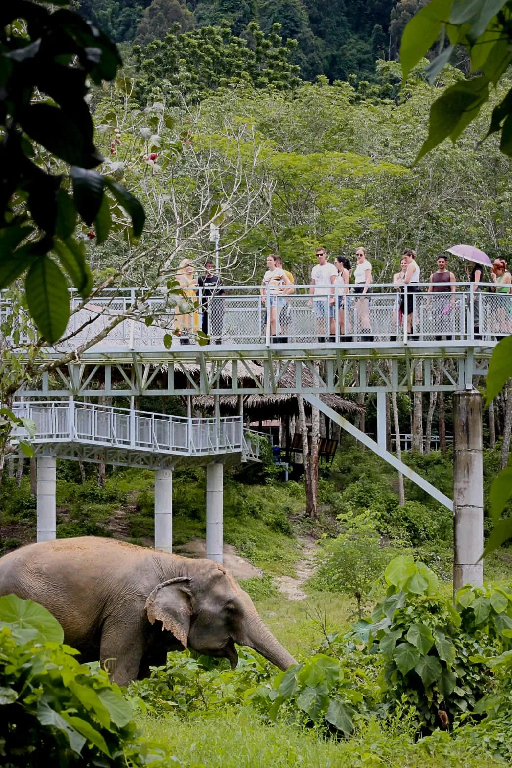 Phuket Elephant Sanctuary