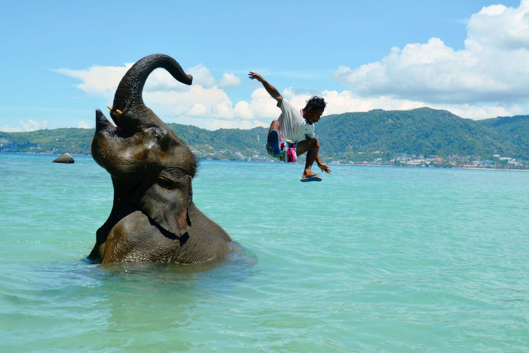 Elephant on the Beach Phuket
