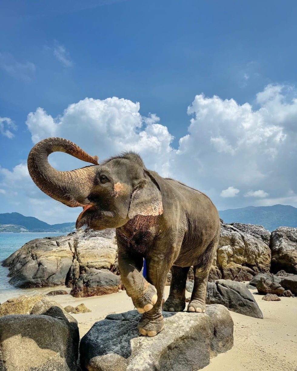 Elephant on the Beach Phuket
