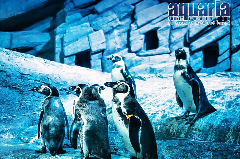 Aquaria Phuket – Thailand’s Largest Aquarium Experience