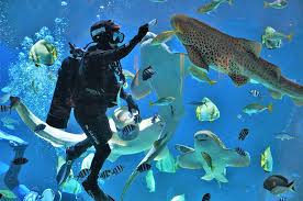 Aquaria Phuket – Thailand’s Largest Aquarium Experience