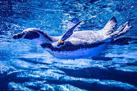 Aquaria Phuket – Thailand’s Largest Aquarium Experience