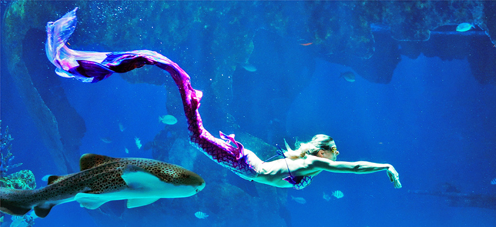 Aquaria Phuket – Thailand’s Largest Aquarium Experience
