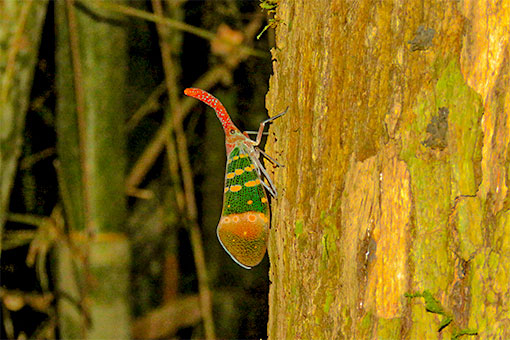 Khao Sok Night Safari Jungle Walk