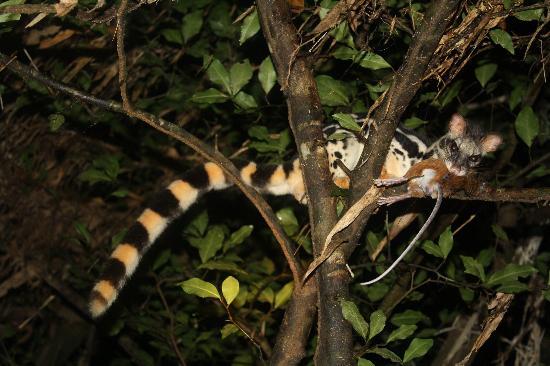 Khao Sok Night Safari Jungle Walk