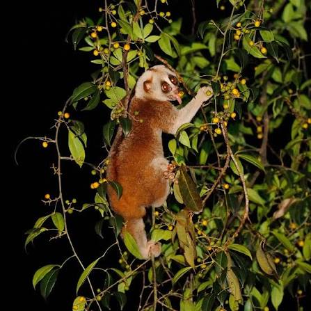 Khao Sok Night Safari Jungle Walk