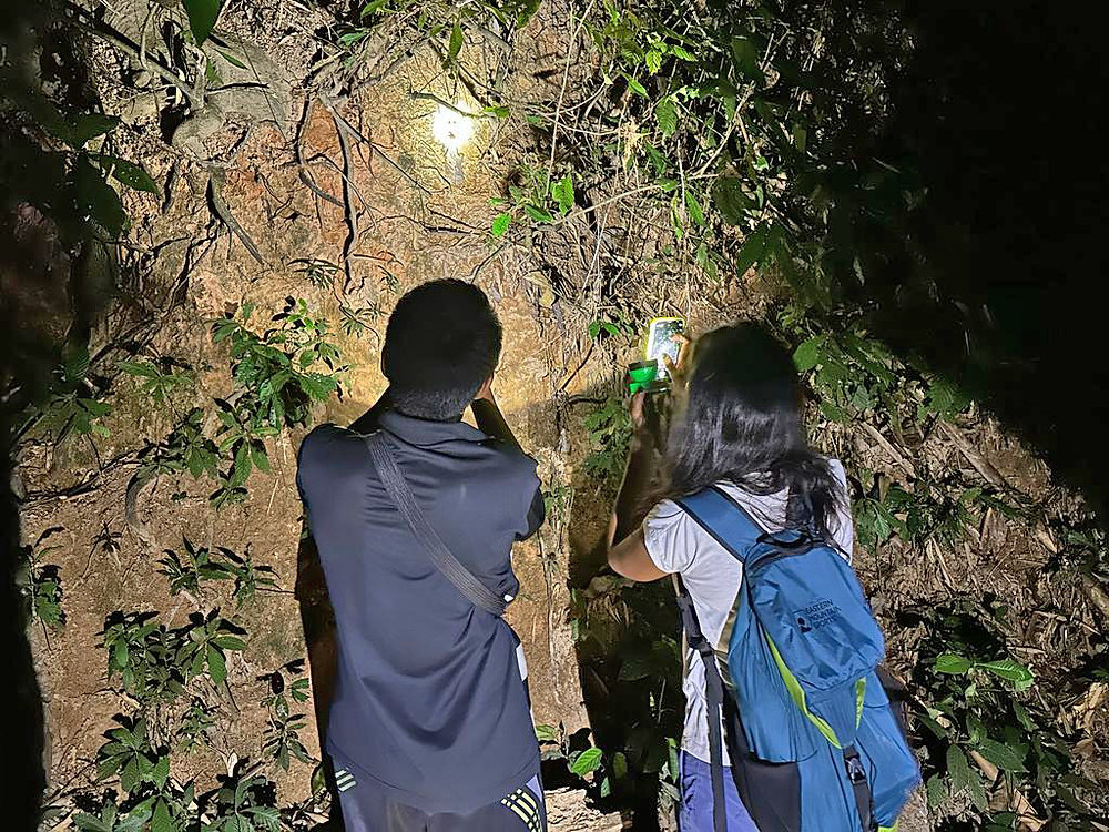 Khao Sok Night Safari Jungle Walk