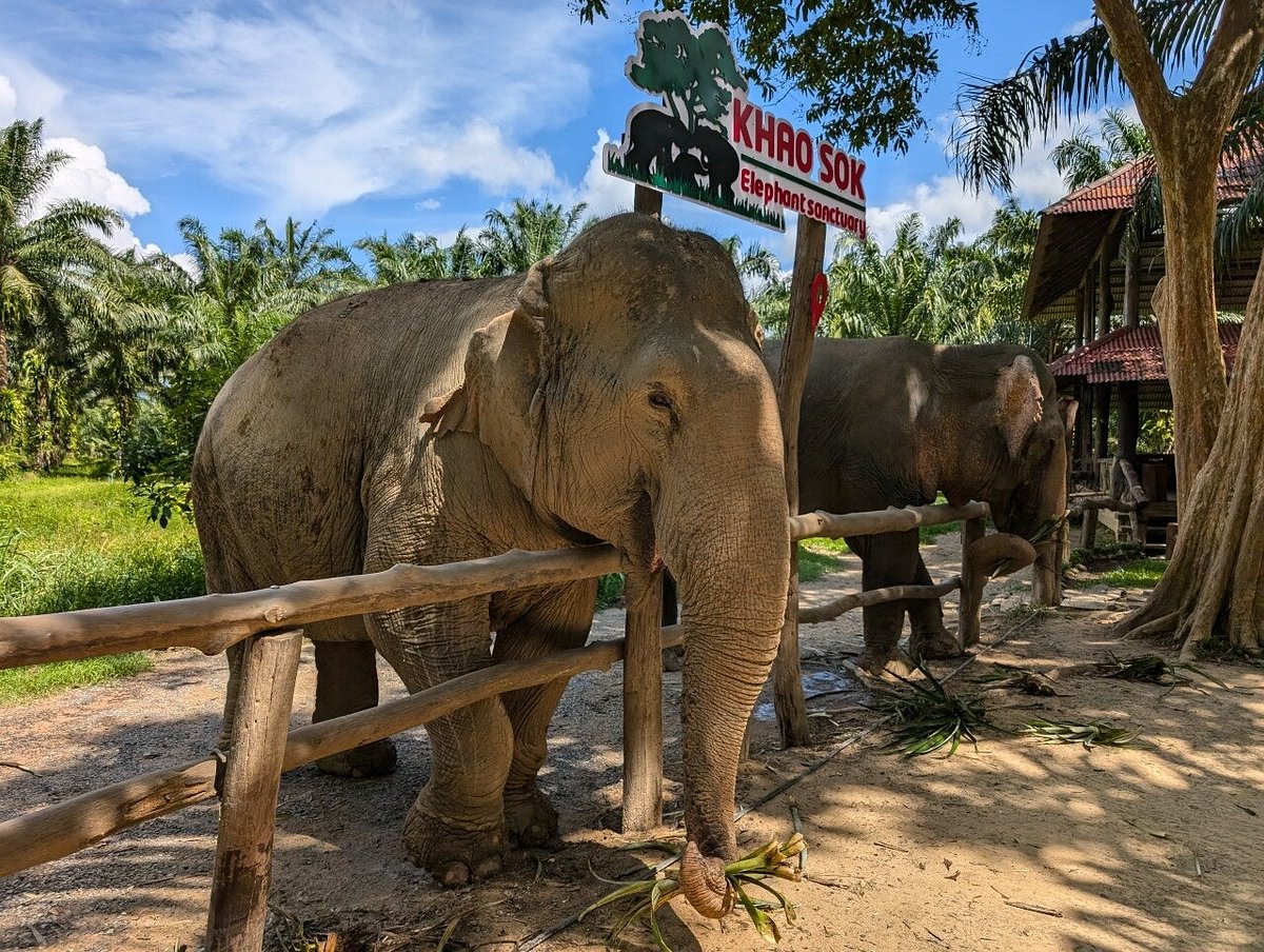 Khao Sok Elephant Experience