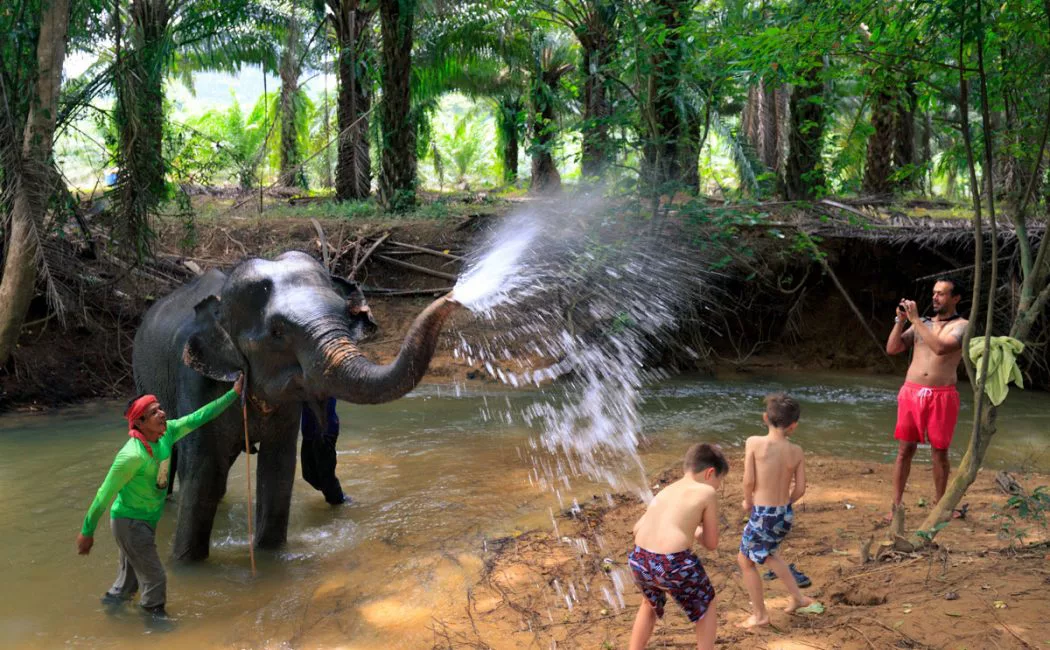Khao Sok Elephant Experience