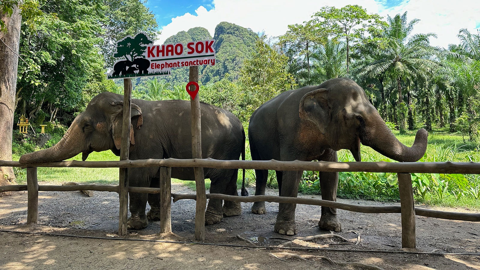 Khao Sok Elephant Experience