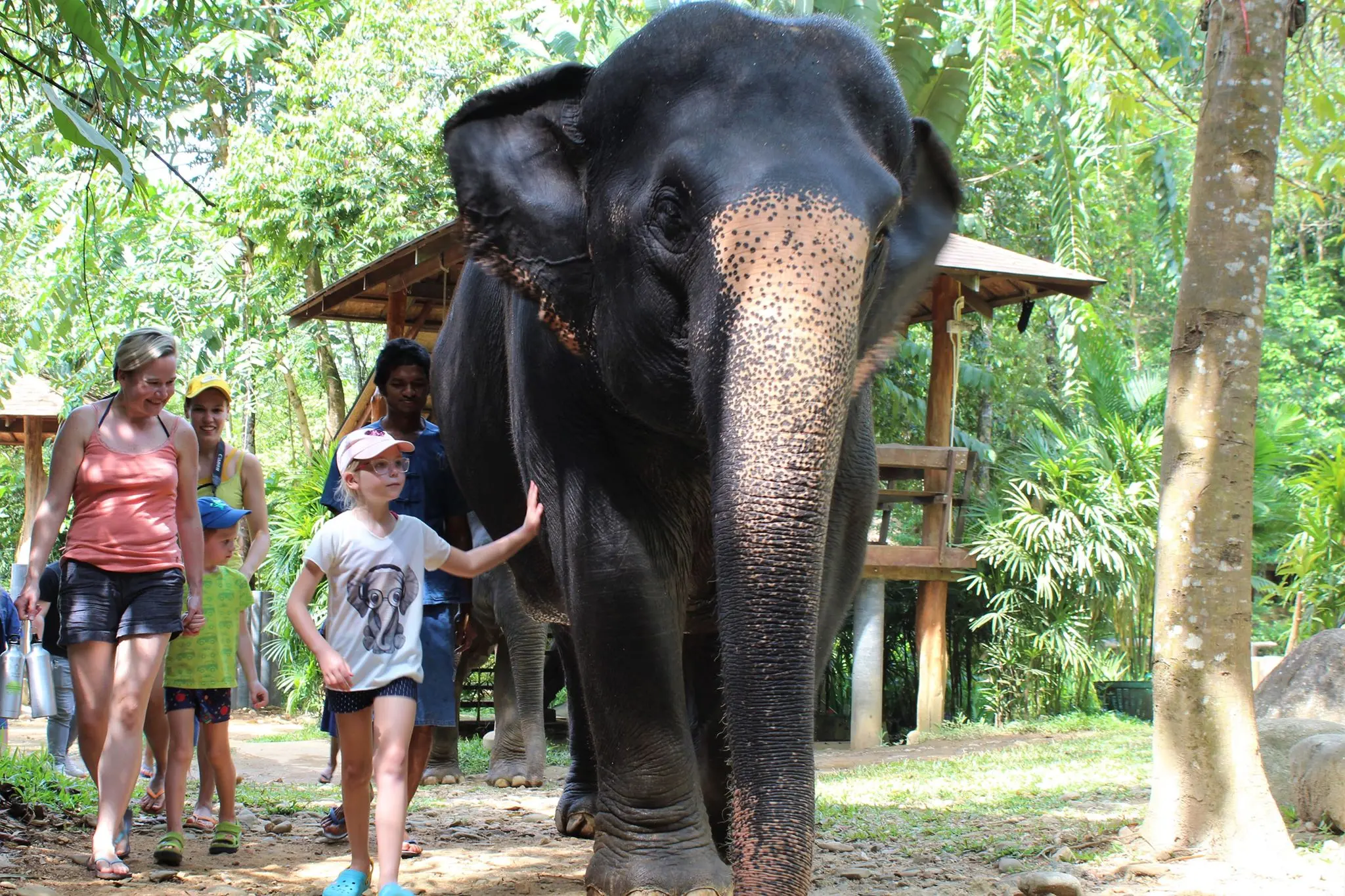 Khao Sok Elephant Experience