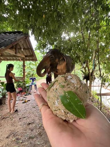 Khao Sok Elephant Experience