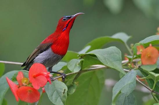 Khao Sok Bird Watching
