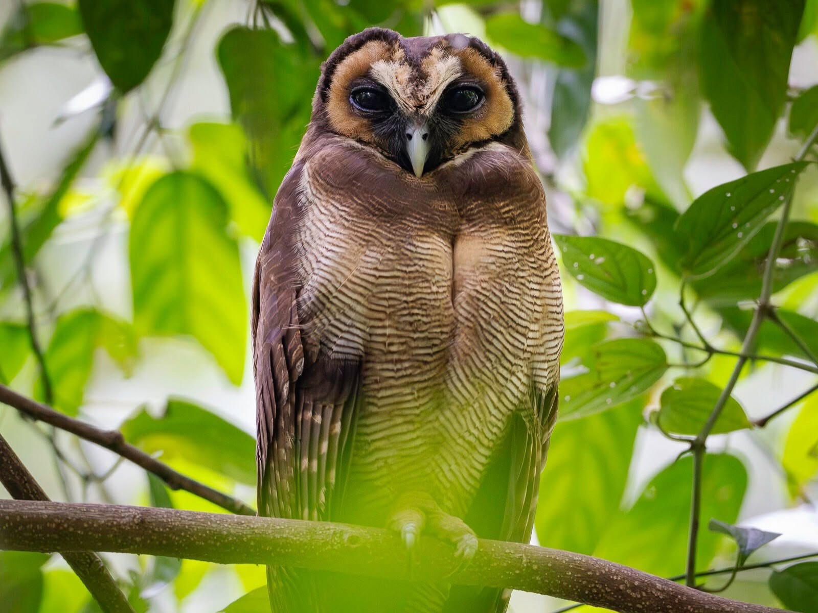 Khao Sok Bird Watching
