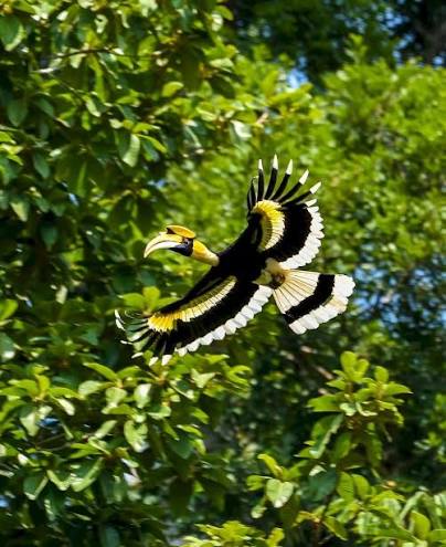 Khao Sok Bird Watching