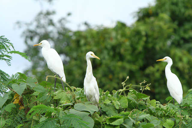 Khao Sok Bird Watching