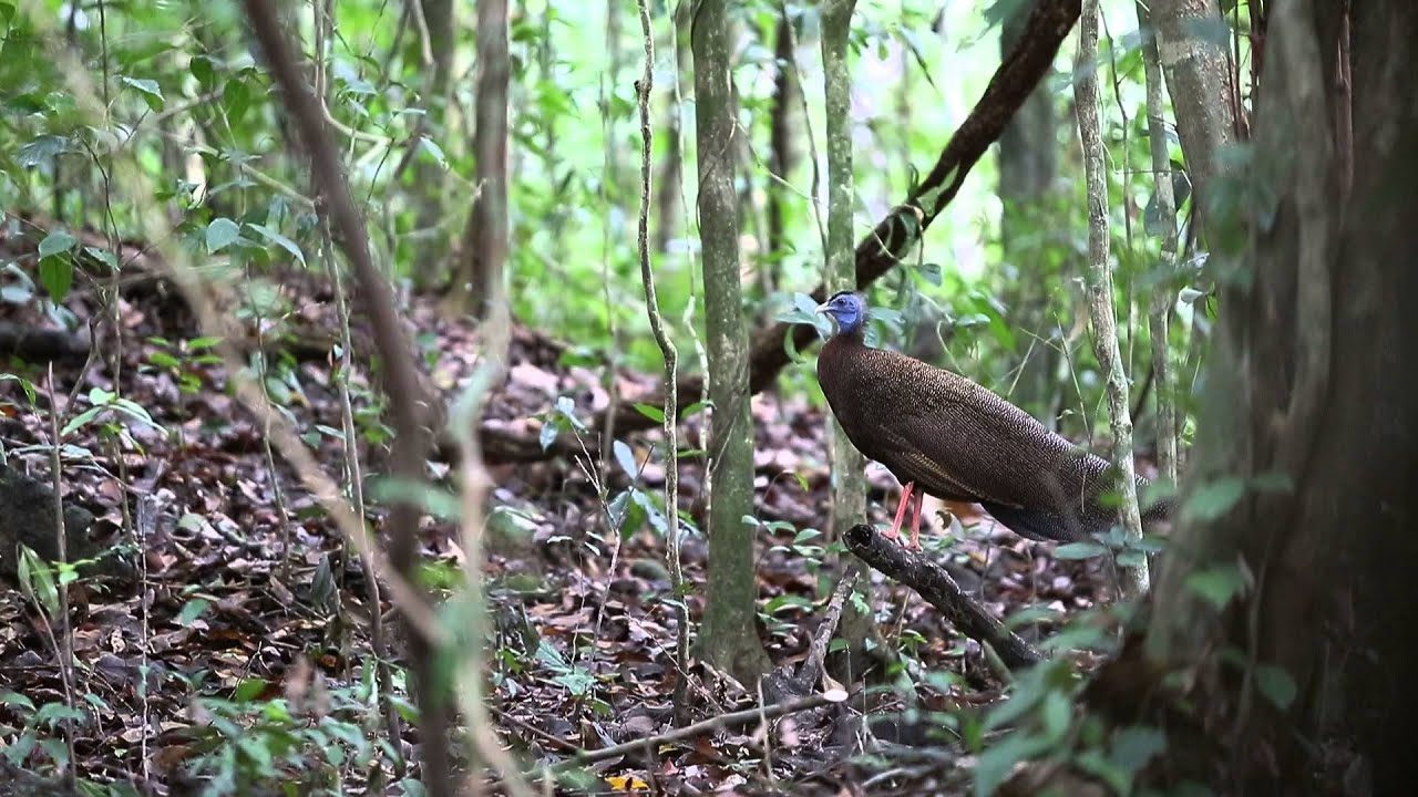 Khao Sok Bird Watching