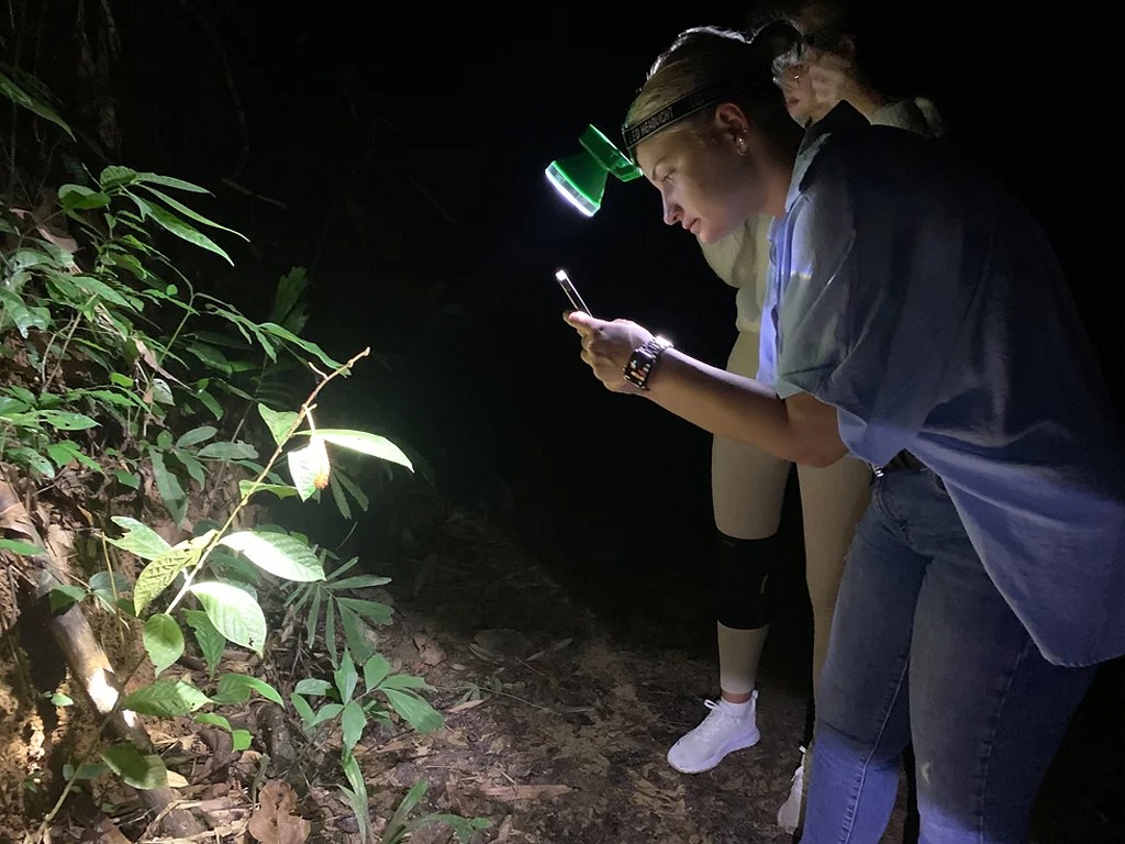 Khao Sok Night Safari Jungle Walk