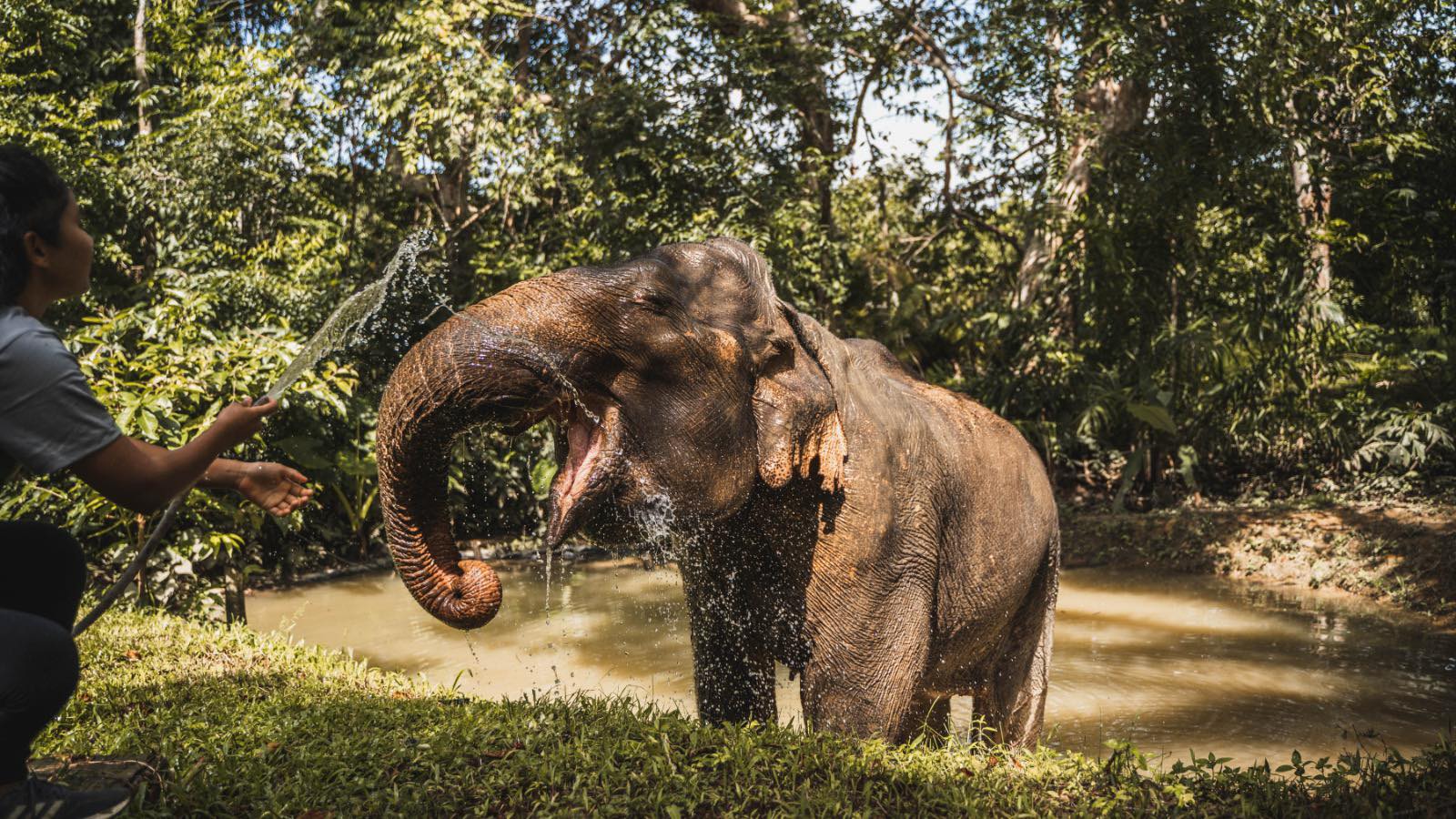 Khao Sok Elephant Experience