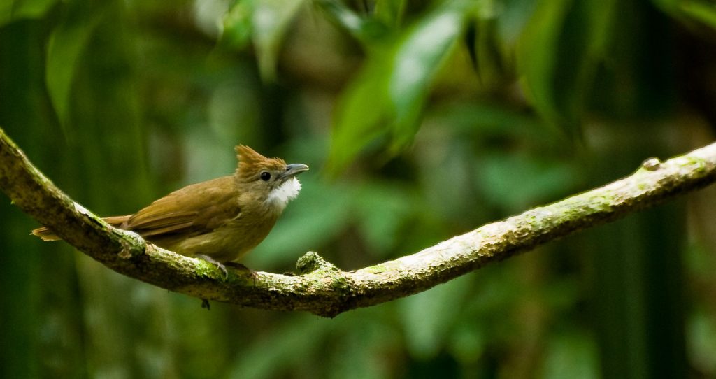 Khao Sok Bird Watching